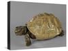 Tortue-null-Stretched Canvas