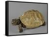 Tortue-null-Framed Stretched Canvas