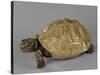 Tortue-null-Stretched Canvas