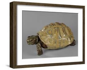 Tortue-null-Framed Giclee Print