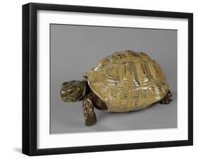 Tortue-null-Framed Giclee Print