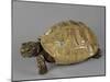 Tortue-null-Mounted Giclee Print
