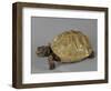 Tortue-null-Framed Giclee Print