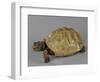 Tortue-null-Framed Giclee Print