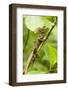 Tortuguero, Costa Rica. Brown, Striped or common basilisk (Basiliscus vittatus) climbing a tree.-Janet Horton-Framed Photographic Print