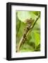 Tortuguero, Costa Rica. Brown, Striped or common basilisk (Basiliscus vittatus) climbing a tree.-Janet Horton-Framed Photographic Print