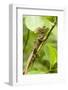 Tortuguero, Costa Rica. Brown, Striped or common basilisk (Basiliscus vittatus) climbing a tree.-Janet Horton-Framed Photographic Print