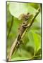 Tortuguero, Costa Rica. Brown, Striped or common basilisk (Basiliscus vittatus) climbing a tree.-Janet Horton-Mounted Photographic Print