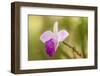 Tortuguero National Park, Costa Rica. Wild orchid growing around the Pachira Lodge.-Janet Horton-Framed Photographic Print