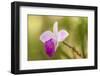 Tortuguero National Park, Costa Rica. Wild orchid growing around the Pachira Lodge.-Janet Horton-Framed Photographic Print
