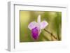 Tortuguero National Park, Costa Rica. Wild orchid growing around the Pachira Lodge.-Janet Horton-Framed Photographic Print