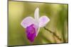 Tortuguero National Park, Costa Rica. Wild orchid growing around the Pachira Lodge.-Janet Horton-Mounted Photographic Print