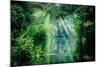 Tortuguero National Park, Rainforest, Costa Rica, Caribbean Coast, Central America-ronnybas-Mounted Photographic Print