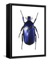 Torynorrhina Flower Beetle-Lawrence Lawry-Framed Stretched Canvas