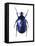 Torynorrhina Flower Beetle-Lawrence Lawry-Framed Stretched Canvas