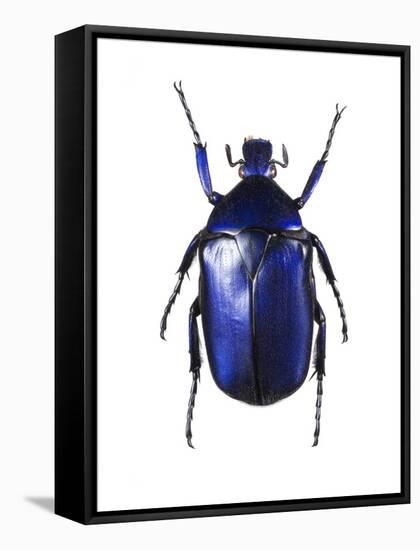 Torynorrhina Flower Beetle-Lawrence Lawry-Framed Stretched Canvas