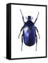 Torynorrhina Flower Beetle-Lawrence Lawry-Framed Stretched Canvas