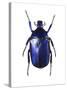 Torynorrhina Flower Beetle-Lawrence Lawry-Stretched Canvas