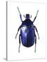 Torynorrhina Flower Beetle-Lawrence Lawry-Stretched Canvas
