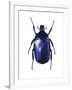 Torynorrhina Flower Beetle-Lawrence Lawry-Framed Photographic Print