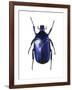 Torynorrhina Flower Beetle-Lawrence Lawry-Framed Photographic Print