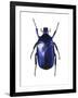 Torynorrhina Flower Beetle-Lawrence Lawry-Framed Photographic Print