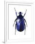 Torynorrhina Flower Beetle-Lawrence Lawry-Framed Photographic Print