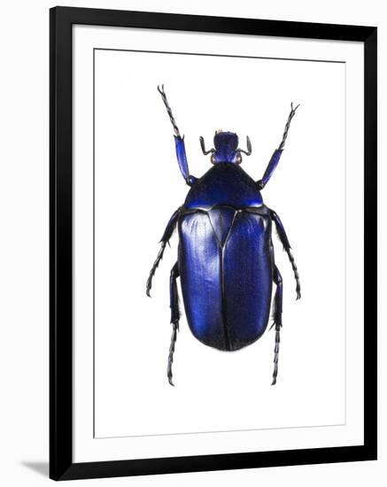 Torynorrhina Flower Beetle-Lawrence Lawry-Framed Photographic Print