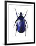 Torynorrhina Flower Beetle-Lawrence Lawry-Framed Photographic Print