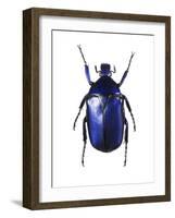 Torynorrhina Flower Beetle-Lawrence Lawry-Framed Photographic Print