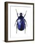 Torynorrhina Flower Beetle-Lawrence Lawry-Framed Photographic Print