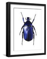 Torynorrhina Flower Beetle-Lawrence Lawry-Framed Photographic Print