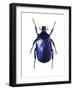 Torynorrhina Flower Beetle-Lawrence Lawry-Framed Photographic Print