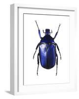 Torynorrhina Flower Beetle-Lawrence Lawry-Framed Photographic Print