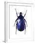 Torynorrhina Flower Beetle-Lawrence Lawry-Framed Photographic Print