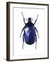 Torynorrhina Flower Beetle-Lawrence Lawry-Framed Photographic Print