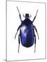 Torynorrhina Flower Beetle-Lawrence Lawry-Mounted Photographic Print