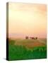 Toscana, Italia No. 717-Alan Klug-Stretched Canvas