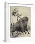 Tossed by a Prairie Bull-null-Framed Giclee Print