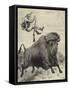 Tossed by a Prairie Bull-null-Framed Stretched Canvas