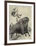 Tossed by a Prairie Bull-null-Framed Giclee Print