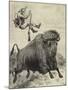 Tossed by a Prairie Bull-null-Mounted Giclee Print