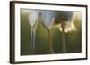 Total Focus-Staffan Widstrand-Framed Art Print