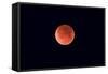 Total Lunar Eclipse Taken Near Calgary, Alberta, Canada-null-Framed Stretched Canvas