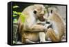 Tote Macaque Monkeys Grooming at Dambulla, North Central Province, Sri Lanka, Asia-Christian Kober-Framed Stretched Canvas