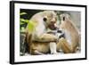 Tote Macaque Monkeys Grooming at Dambulla, North Central Province, Sri Lanka, Asia-Christian Kober-Framed Photographic Print