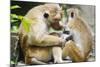 Tote Macaque Monkeys Grooming at Dambulla, North Central Province, Sri Lanka, Asia-Christian Kober-Mounted Photographic Print