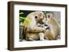 Tote Macaque Monkeys Grooming at Dambulla, North Central Province, Sri Lanka, Asia-Christian Kober-Framed Photographic Print