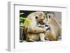 Tote Macaque Monkeys Grooming at Dambulla, North Central Province, Sri Lanka, Asia-Christian Kober-Framed Photographic Print