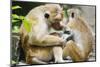 Tote Macaque Monkeys Grooming at Dambulla, North Central Province, Sri Lanka, Asia-Christian Kober-Mounted Photographic Print